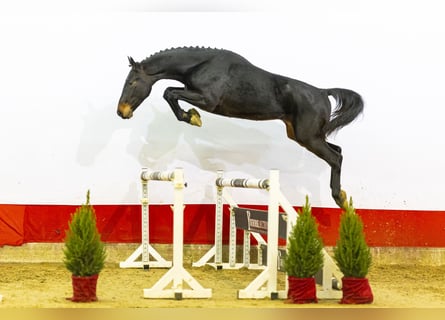 KWPN, Stallion, 2 years, 16,1 hh, Bay-Dark