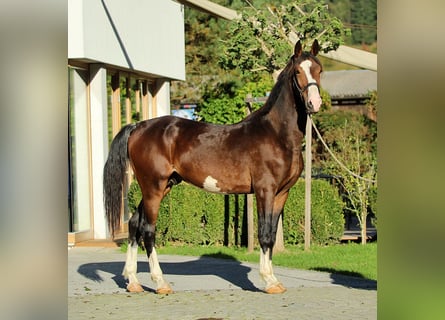 KWPN, Stallion, 2 years, 16,1 hh, Brown