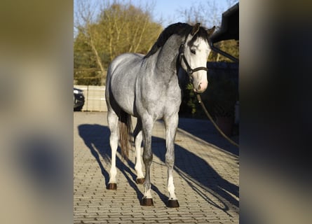 KWPN, Stallion, 2 years, 16,1 hh, Dun