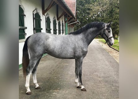 KWPN, Stallion, 2 years, 16,1 hh, Gray