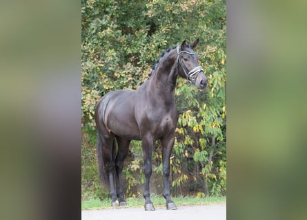 KWPN, Stallion, 2 years, 16,2 hh, Black