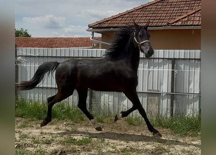 KWPN, Stallion, 2 years, 16,2 hh, Black