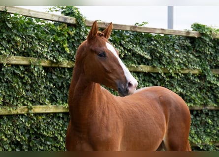 KWPN, Stallion, 2 years, 16,2 hh, Chestnut-Red