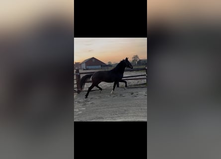 KWPN, Stallion, 2 years, Brown