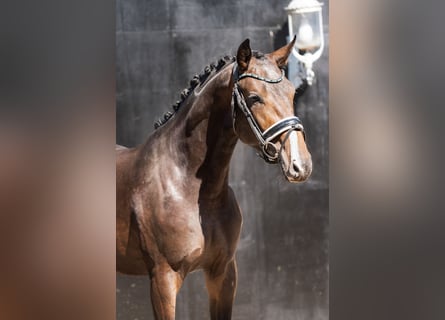 KWPN, Stallion, 2 years, Brown