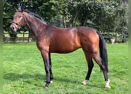 KWPN, Stallion, 2 years, Brown