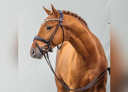 KWPN, Stallion, 2 years, Chestnut-Red