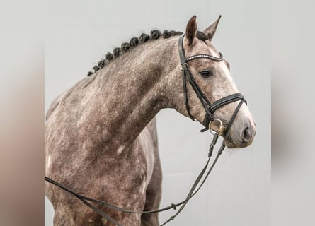 KWPN, Stallion, 2 years, Gray