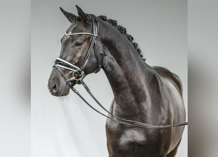 KWPN, Stallion, 2 years, Smoky-Black