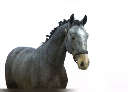 KWPN, Stallion, 3 years, 15,1 hh, Gray