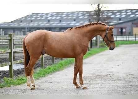 KWPN, Stallion, 3 years, 15.2 hh, Chestnut-Red