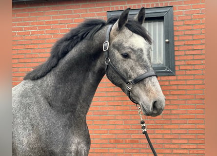 KWPN, Stallion, 3 years, 15.2 hh, Gray