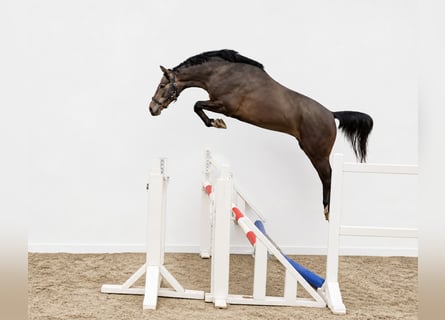 KWPN, Stallion, 3 years, 15.3 hh, Brown Falb mold
