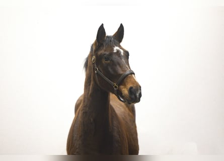 KWPN, Stallion, 3 years, 15,3 hh, Brown