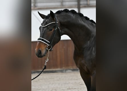 KWPN, Stallion, 3 years, 16.1 hh, Bay-Dark