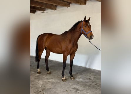 KWPN, Stallion, 3 years, 16.1 hh, Bay