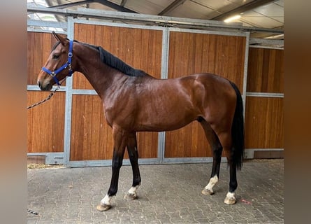 KWPN, Stallion, 3 years, 16.1 hh, Bay