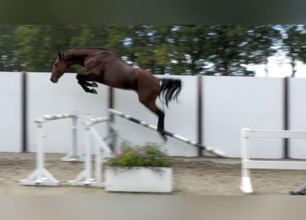KWPN, Stallion, 3 years, 16.1 hh, Bay