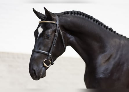 KWPN, Stallion, 3 years, 16.1 hh, Black