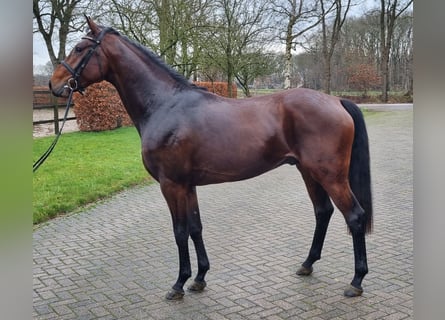 KWPN, Stallion, 3 years, 16,1 hh, Brown