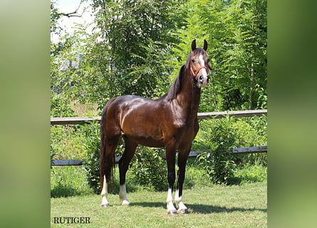 KWPN, Hengst, 3 Jahre, 16,1 hh, Dunkelfuchs