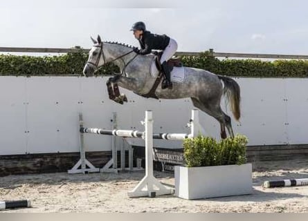KWPN, Stallion, 3 years, 16.1 hh, Chestnut-Red