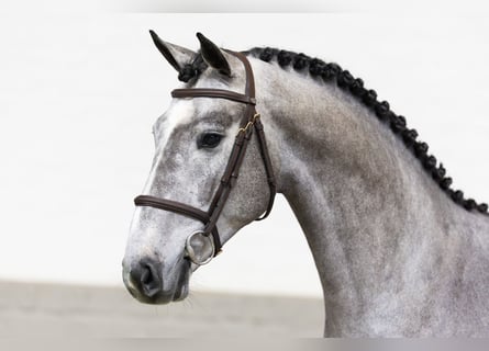 KWPN, Stallion, 3 years, 16,1 hh, Gray