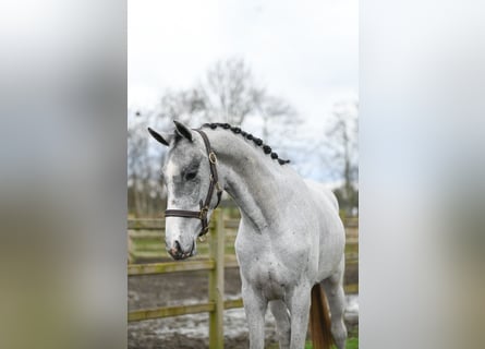 KWPN, Stallion, 3 years, 16.1 hh, Gray