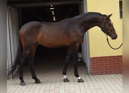KWPN, Stallion, 3 years, 16.2 hh, Bay-Dark