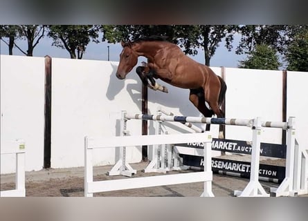 KWPN, Stallion, 3 years, 16.2 hh, Bay