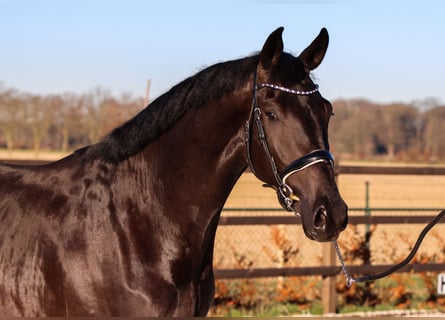 KWPN, Stallion, 3 years, 16.2 hh, Black