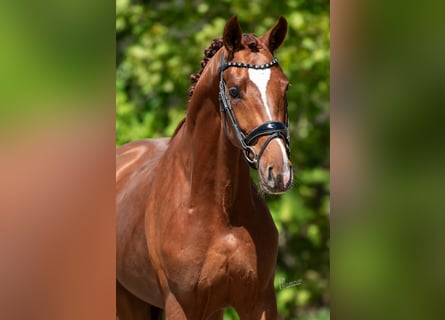 KWPN, Stallion, 3 years, 16.2 hh, Brown-Light