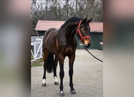 KWPN, Stallion, 3 years, 16.2 hh, Brown