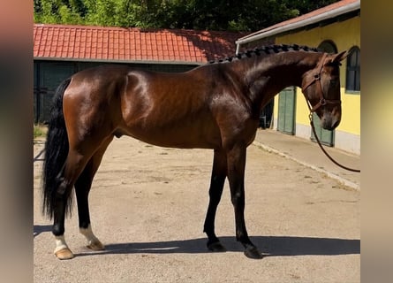 KWPN, Stallion, 3 years, 16.2 hh, Brown