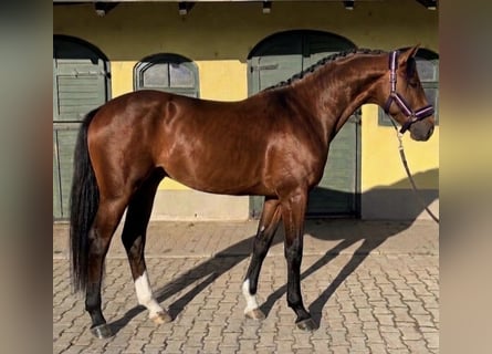 KWPN, Stallion, 3 years, 16.2 hh, Brown