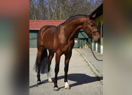 KWPN, Stallion, 3 years, 16.2 hh, Brown