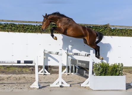 KWPN, Stallion, 3 years, 16.2 hh, Brown