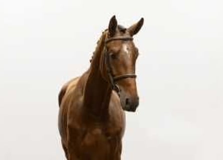 KWPN, Hengst, 3 Jahre, 16,2 hh, Brauner