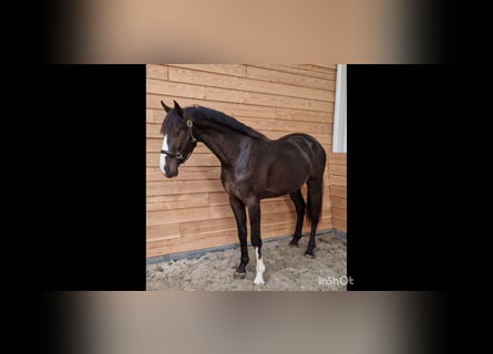 KWPN, Stallion, 3 years, 16.2 hh, Buckskin