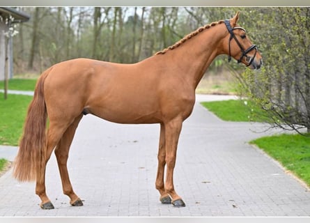 KWPN, Stallion, 3 years, 16.2 hh, Chestnut-Red