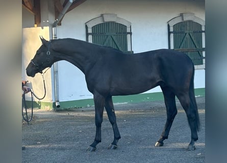 KWPN, Stallion, 3 years, 16,2 hh, Gray-Dark-Tan