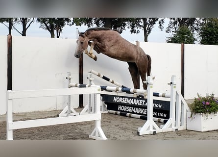 KWPN, Stallion, 3 years, 16.2 hh, Grey