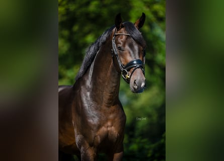 KWPN, Stallion, 3 years, 16 hh, Bay-Dark