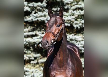 KWPN, Stallion, 3 years, 16 hh, Bay-Dark