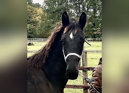 KWPN, Stallion, 3 years, 16 hh, Black