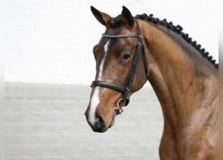 KWPN, Stallion, 3 years, 16 hh, Brown