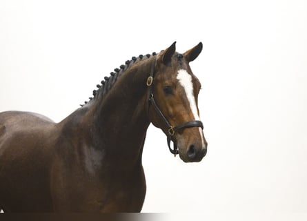 KWPN, Stallion, 3 years, 16 hh, Brown