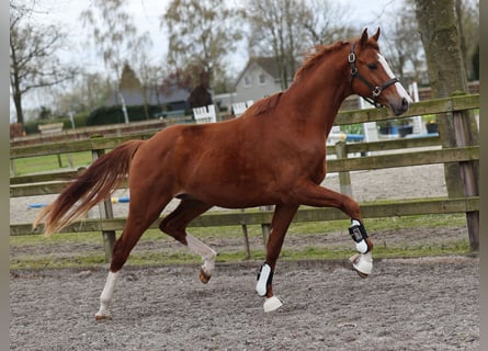 KWPN, Stallion, 3 years, 16 hh, Chestnut