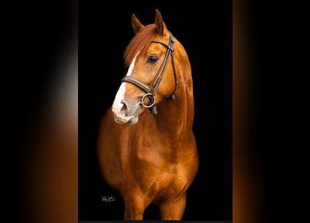 KWPN, Stallion, 3 years, 16 hh, Chestnut