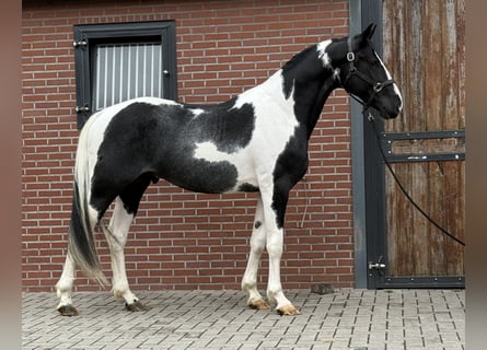 KWPN, Stallion, 3 years, 16 hh, Pinto